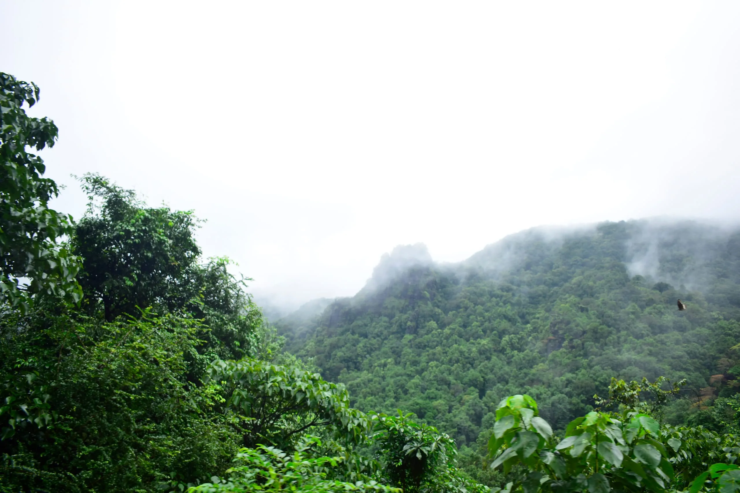 Dudhsagar Waterfalls